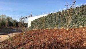 Thames Valley park and ride living wall