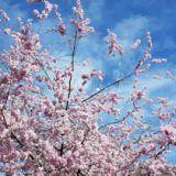 bird cherry blossom