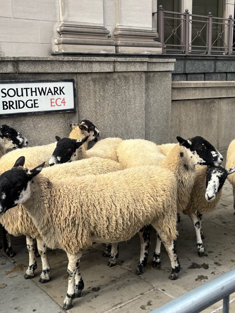 Flock of sheep beside the Southwark Bridge sign during the 2026 Sheep Drive.
